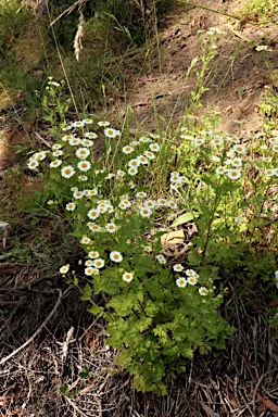 APII jpeg image of Tanacetum parthenium  © contact APII