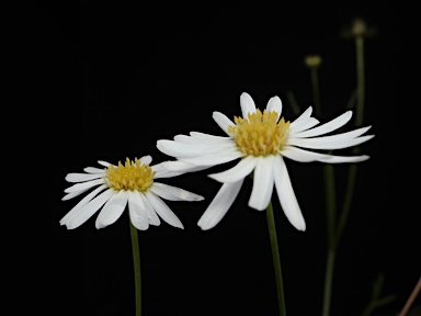 APII jpeg image of Brachyscome multifida var. multifida  © contact APII