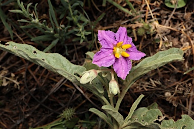 APII jpeg image of Solanum esuriale  © contact APII