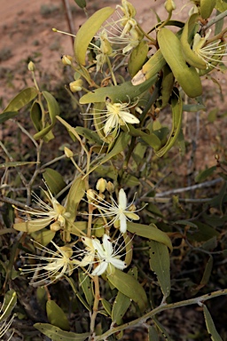 APII jpeg image of Capparis lasiantha  © contact APII