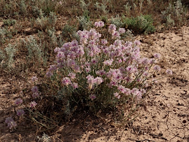 APII jpeg image of Ptilotus nobilis subsp. semilanatus  © contact APII