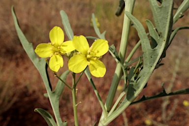 APII jpeg image of Diplotaxis tenuifolia  © contact APII