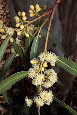 APII jpeg image of Eucalyptus dealbata  © contact APII