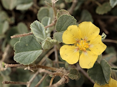 APII jpeg image of Abutilon halophilum  © contact APII