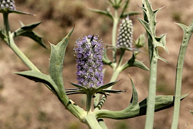 APII jpeg image of Eryngium paludosum  © contact APII