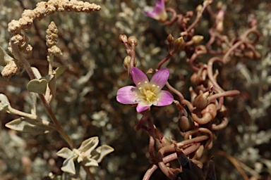 APII jpeg image of Calandrinia volubilis  © contact APII