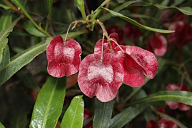 APII jpeg image of Dodonaea viscosa subsp. angustissima  © contact APII