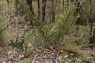 APII jpeg image of Macrozamia heteromera  © contact APII