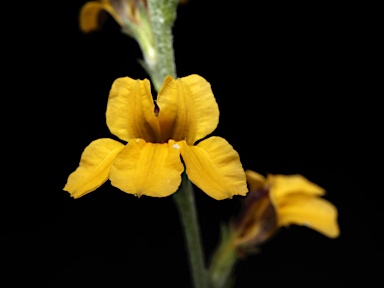 APII jpeg image of Goodenia bellidifolia subsp. bellidifolia  © contact APII