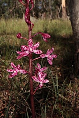 APII jpeg image of Dipodium punctatum  © contact APII