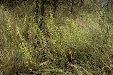 APII jpeg image of Stackhousia viminea  © contact APII