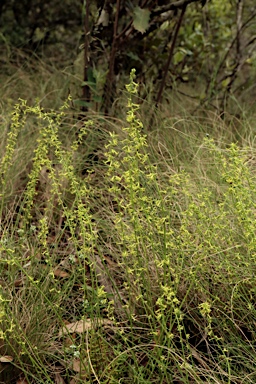 APII jpeg image of Stackhousia viminea  © contact APII