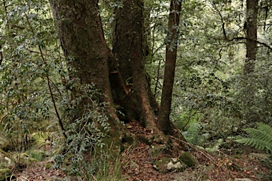 APII jpeg image of Nothofagus moorei  © contact APII