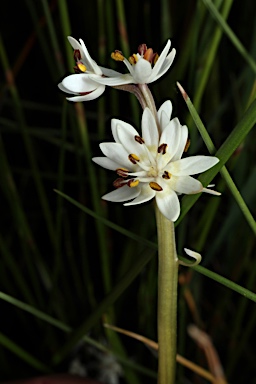 APII jpeg image of Wurmbea dioica subsp. dioica  © contact APII