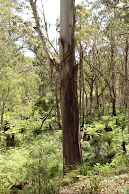 APII jpeg image of Eucalyptus nobilis  © contact APII