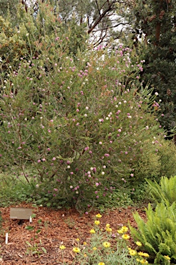 APII jpeg image of Melaleuca nesophila  © contact APII