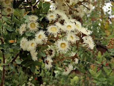 APII jpeg image of Angophora hispida  © contact APII