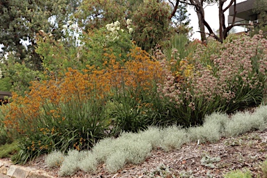 APII jpeg image of Anigozanthos 'Landscape Orange'  © contact APII