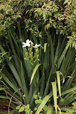 APII jpeg image of Dietes robinsoniana  © contact APII