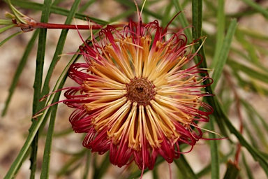 APII jpeg image of Banksia occidentalis  © contact APII