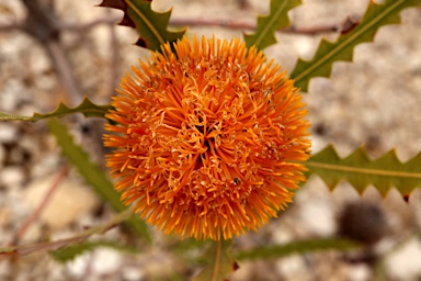 APII jpeg image of Banksia ashbyi subsp. ashbyi  © contact APII