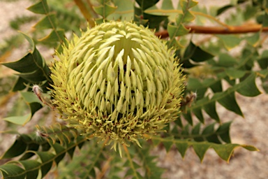 APII jpeg image of Banksia baxteri  © contact APII