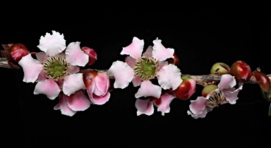 APII jpeg image of Leptospermum squarrosum  © contact APII