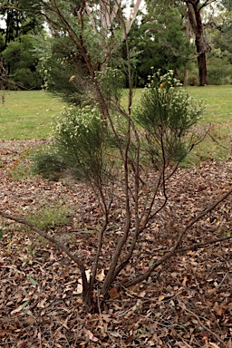 APII jpeg image of Ozothamnus tuckeri  © contact APII