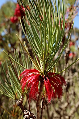 APII jpeg image of Calothamnus tuberosus  © contact APII