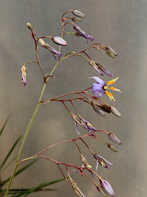 APII jpeg image of Dianella amoena  © contact APII