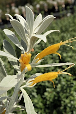 APII jpeg image of Eremophila glabra 'Kalbarri Carpet'  © contact APII