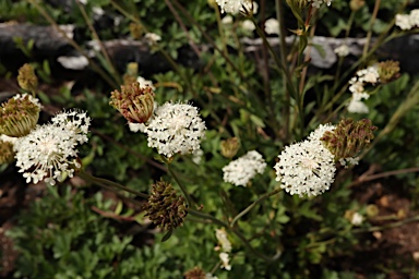 APII jpeg image of Trachymene composita var. composita  © contact APII