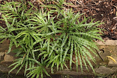 APII jpeg image of Pteris umbrosa  © contact APII