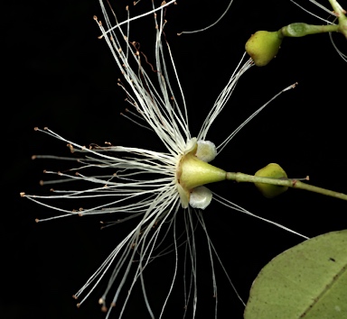 APII jpeg image of Syzygium oleosum  © contact APII