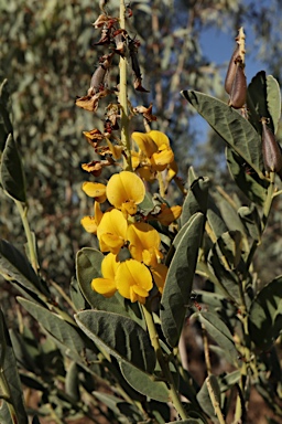 APII jpeg image of Crotalaria novae-hollandiae subsp. novae-hollandiae  © contact APII