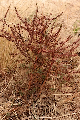 APII jpeg image of Ammannia multiflora  © contact APII