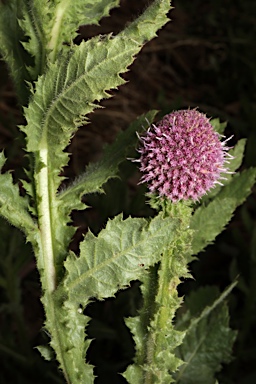 APII jpeg image of Pterocaulon serrulatum  © contact APII