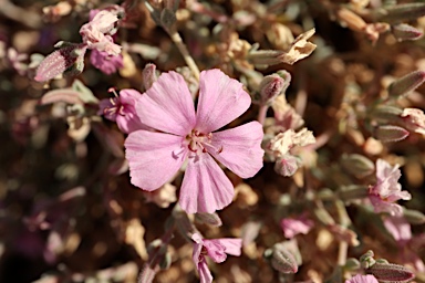 APII jpeg image of Frankenia flabellata  © contact APII