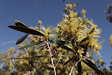 APII jpeg image of Melaleuca nervosa  © contact APII