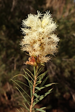 APII jpeg image of Melaleuca trichostachya  © contact APII