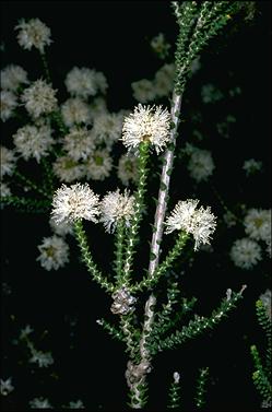 APII jpeg image of Melaleuca cucullata  © contact APII