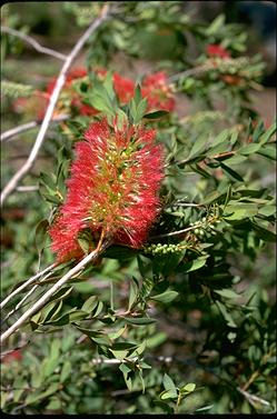 APII jpeg image of Melaleuca macronychia  © contact APII