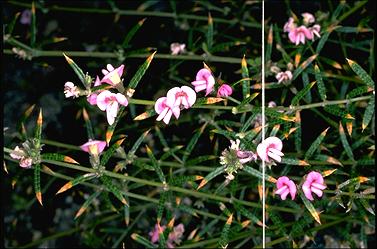 APII jpeg image of Mirbelia rubiifolia  © contact APII