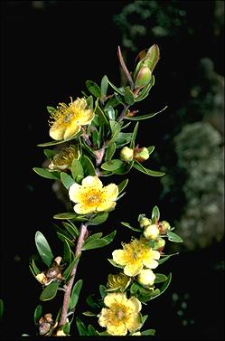 APII jpeg image of Neofabricia myrtifolia  © contact APII