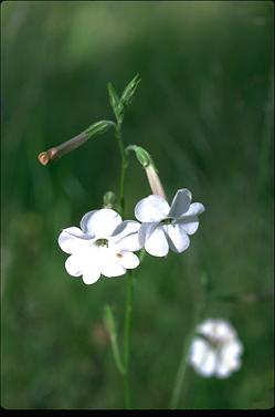 APII jpeg image of Nicotiana suaveolens  © contact APII