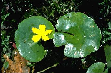 APII jpeg image of Nymphoides crenata  © contact APII