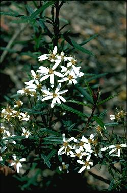 APII jpeg image of Olearia erubescens  © contact APII