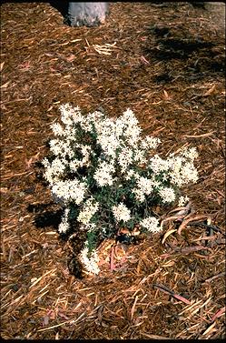 APII jpeg image of Olearia erubescens  © contact APII