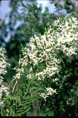 APII jpeg image of Olearia floribunda  © contact APII