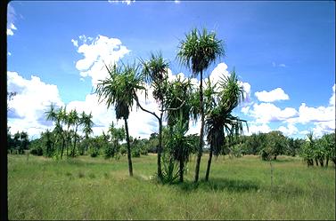 APII jpeg image of Pandanus spiralis  © contact APII